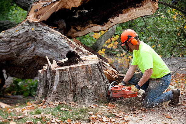 Tree Service Company in Gotha, FL